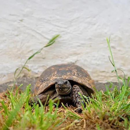 La Maison Des Tortues Casa vacanze Saint-Sébastien-sur-Loire